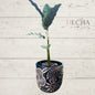 Maceta Primavera de concreto 13x13 hecha a mano | Decoración